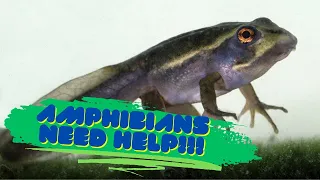 Amphibians Are Going Extinct | The Amphibian Crisis