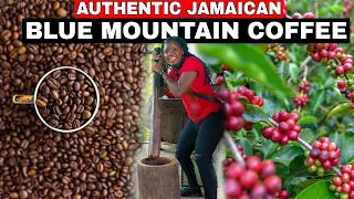 THIS IS HOW AND WHERE AUTHENTIC JAMAICAN BLUE MOUNTAIN COFFEE IS MADE