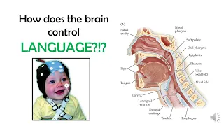 Introduction to Neuroscience 2: Lecture 12, Language