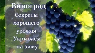 Укрываем виноград на зиму в теплице. Теплица. Виноград 2020. Садовод. Виноград в теплице.Виноградник