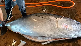 Fluency Cut 400kg Giant Bluefin Tuna