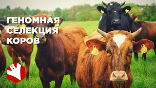 Агроинновации | Геномная селекция коров