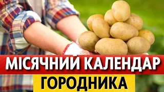 СЕРПЕНЬ 2023. Що і коли робити на городі? Точний місячний календар городника на серпень по днях