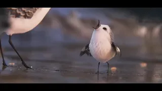 Piper the sweet 🐦 bird movie clips