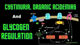 USMLE Step 1 - Lesson 66 - Cystinuria, Organic Acidemias, and Glycogen Regulation