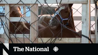 Push to end Canada's export of live horses for meat