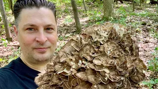 Hen Of The Woods Mushroom ~ How To Find, Clean & Cook ~ Minnesota Mushrooms