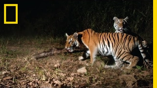 Watch: Extremely Rare Tigers Caught On Camera In Thailand | National Geographic