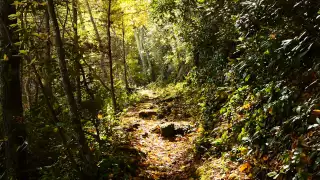 The Trails of Mt LeConte