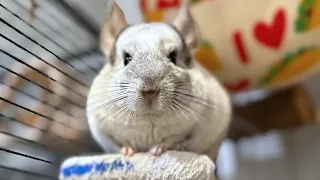 Morning Routine of Five Chinchillas