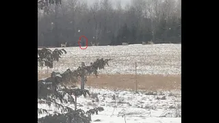 Bigfoot Attempts to Capture Fisherman | Sasquatch on Camera in Minnesota