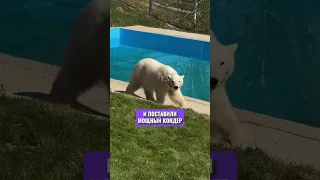 Единственный полярный медведь в Казахстане появился в Алматы #новости