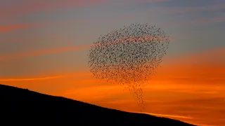 Starlings Murmurations - Burgh Island