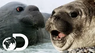 Elephant Seals Come Ashore To Breed | Wildest Latin America