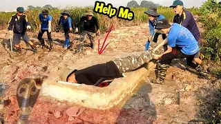 Terrifying Sound Of 100 Mating King Cobras Pull Down Man To The Hole | Mike Vlogs