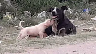 Puppy Hugging His Mom 🥰 So precious & cute/ Puppies loving her mother and getting milk