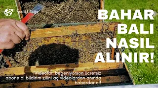 BAHAR BALI NASIL ALINIR/ KOLONİ YÖNTEMİ /MART'TA ARI YI NASIL BALA HAZIRLARIZ??