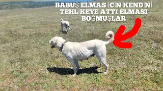 ELMASI ÇOBAN KÖPEKLERİ BOĞACAKLARDI BABUŞ 6KÖPEĞE SALDIRDI ELMASI KURTARDI