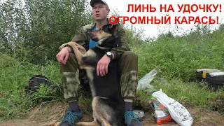 Линь на удочку! ОГРОМНЫЙ КАРАСЬ на удочку! Рыбалка на поплавок! fishing