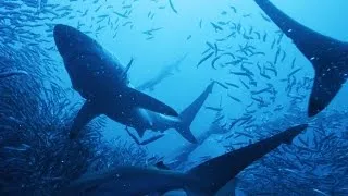 Blacktip Sharks vs. 10 Million Anchovies