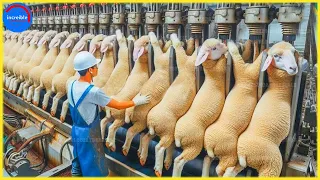 Proceso de procesamiento de 35 millones de ovejas en la fábrica-Tecnología moderna de cría de ovejas