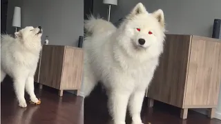 Samoyed Sings while Squeezing Toy