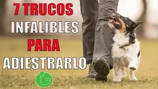 7 TRUCOS de ADIESTRAMIENTO CANINO para ADIESTRAR y ENSEÑAR a tu PERRO o CACHORRO en OBEDIENCIA