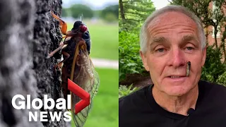 Brood X: Billions of cicadas begin emerging above ground in the US after 17 years