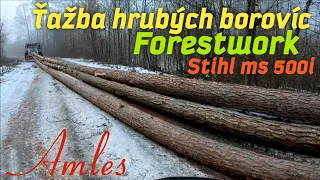 Super performance in large pine trees, Logging in Slovak forests, Amles, Stihl ms 500i, Forestwork