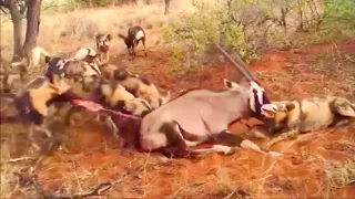 Eaten Alive❗️Oryx Being Eaten Alive By African Wild Dogs At Serengeti National Park...!