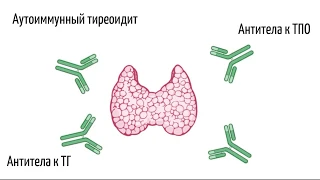 Эндокринолог Александр Циберкин - "Во всём ли виноваты гормоны?"