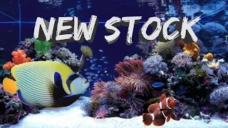 NEW MARINE FISH STOCKS ARE ARRIVED | glen aquatics