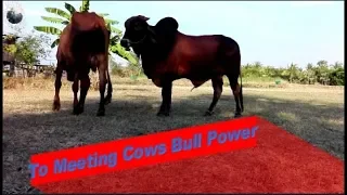 To Meeting CowsRural | The Village Cows power | The smart team matting summer On The Field 2019