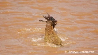 The Great Migration and Crocodiles Hunting Wildebeest