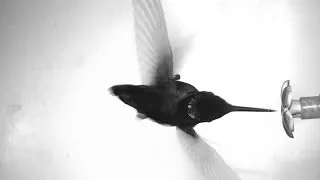 In rough air, hummingbirds hover harder | Science News