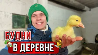 Весна В ДЕРЕВНЕ☀️Управляюсь на ферме👨‍🌾Зимние гусята,цыплята🐥 переселение.Рассада и Зимний ОГОРОД