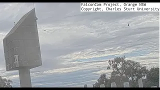 FalconCam 2022 11 27 0841 Possible Rubus sighting