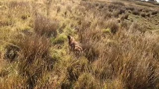 Owen the Working Cocker  Spaniel hunting and flushing a rabbit