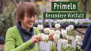 So pflegen Sie Primeln richtig | MDR Garten