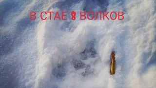 Охота на волка. Пришла стая волков, время против нас, вабить волков. 🐺🐺🐺🐺❄