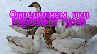 Как определить пол гусей,самый надёжный вариант