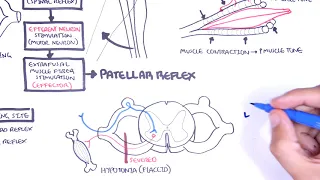 Introduction to how reflexes work - reflex arc, monosynaptic and polysynaptic reflexes