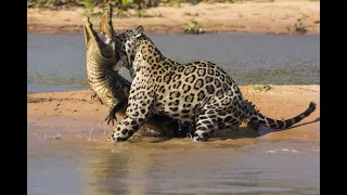 TOP 5 animal battles! Epic battle of wild animals! Best animal fights