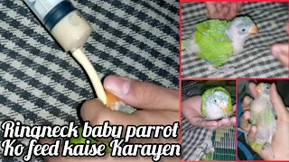 RING NECK PARROT BABY HAND FEEDING || STEP BY STEP GUIDE || INDIAN PARROT