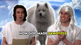 God Makes Samoyeds