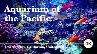 Los Angeles 4K - Aquarium of the Pacific