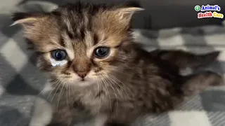 Don't Waste Time For Me! Poor Kitten Tearfully Gave Up on His Life