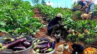 FULL VIDEO of life in the mountains harvesting chilies, eggplants and selling them at the market