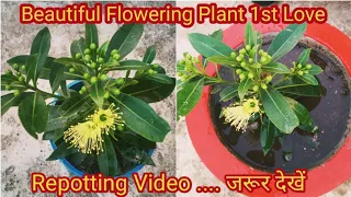 How to Repot & Care by beautiful flowering plant First Love (Golden Penda)