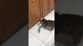 Бенгальская кошка вредничает🐾😼